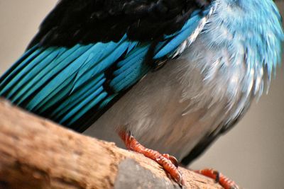 Close-up of bird perching outdoors