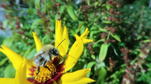 Honey bee pollinating on yellow flower