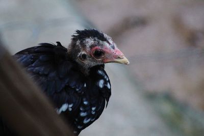 Close-up of a chicken