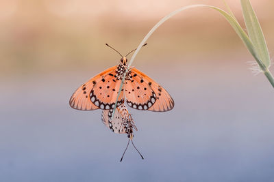 Close-up of butterfly pollinating flower