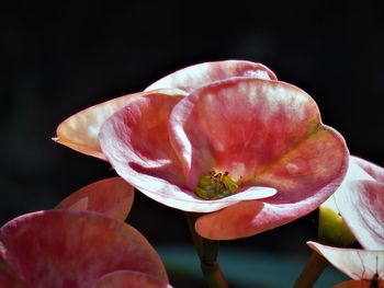 Flower in red