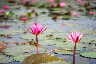 Pink lotus water lily in pond