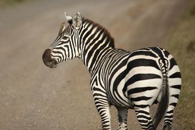 Zebra standing on field