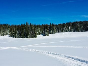 Pine trees on snowcapped mountains against blue sky