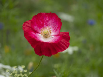 Close-up of red hibiscus flower