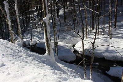 Snow covered bare trees on field