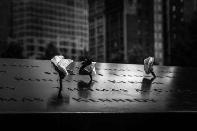 Close-up of birds on table