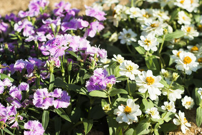 Close-up of purple flowers blooming outdoors