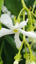 Close-up of white flowers blooming outdoors