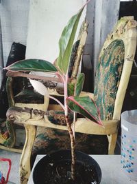 Close-up of potted plant on table at home