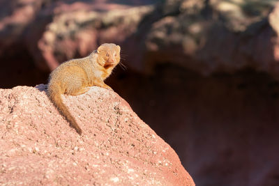 Close-up of lizard on rock