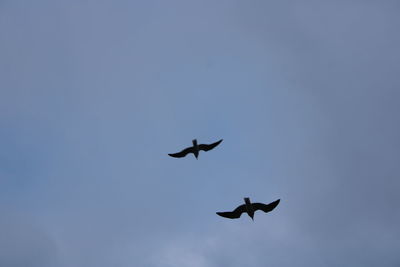 Low angle view of birds flying in sky