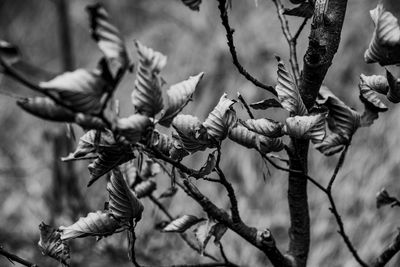 Dry and crumpled autumn leaves still stuck on the branches of the tree