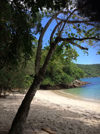 Trees on beach against sky