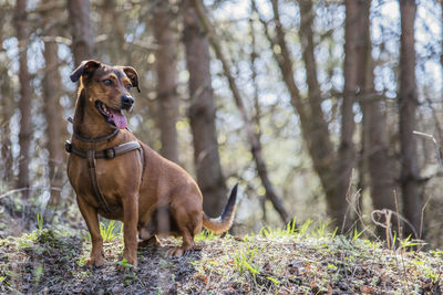 Dog in forest