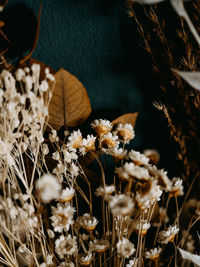 Close-up of wilted flowers on field