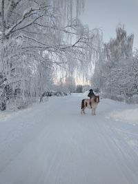 Rear view of dog on snow covered landscape