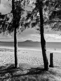 Trees on beach against sky