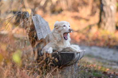 Dog is sitting on a chair