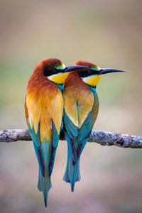 Close-up of bird perching on branch
