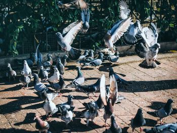 High angle view of pigeons