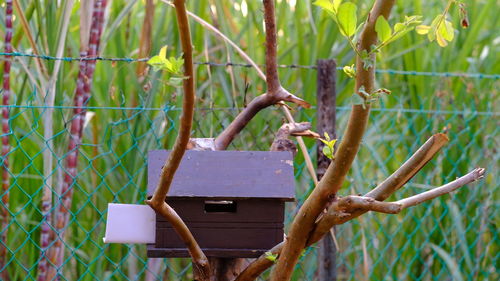 Close-up of bamboo plants against fence