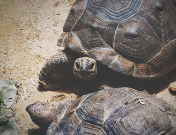 High angle view of turtle