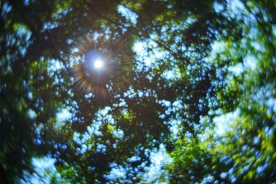 Low angle view of trees against sky