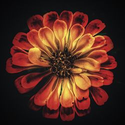 Macro shot of flower against black background