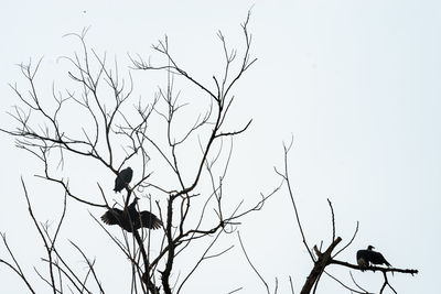 Low angle view of bird perching on tree