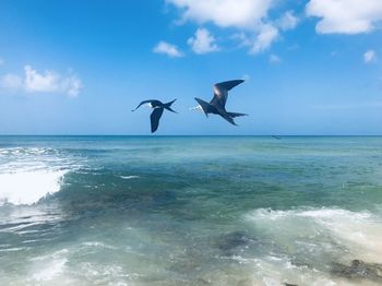 Birds flying over sea against sky