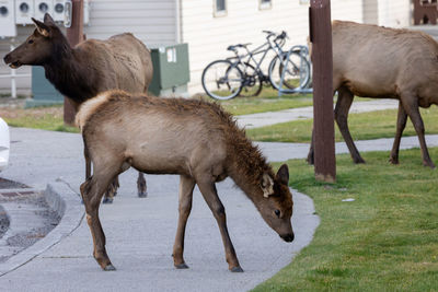 Young elk in mammoth springs in yellowstone national park