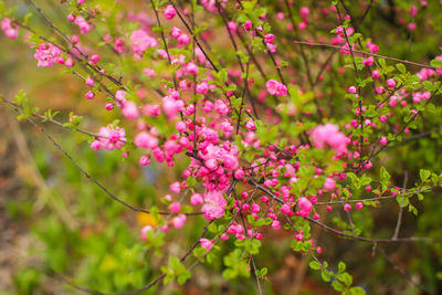 Close-up of pink flowering plant