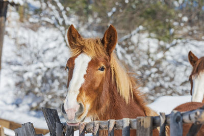 Close-up of a horse