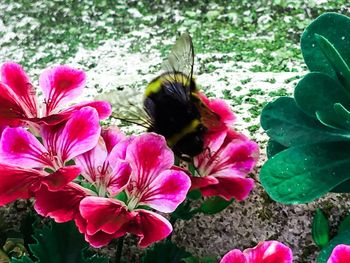 Close-up of bee on pink flowers