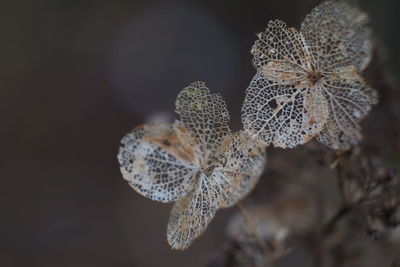 Close-up of wilted plant