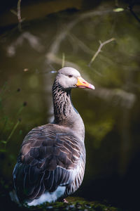 Close-up of bird