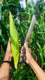 Corn is a plant that is often found in our city. midsection of person holding leaf