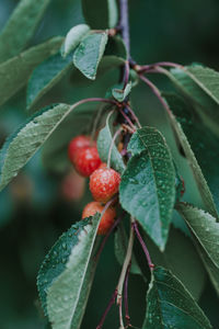 Close-up of berries on tree