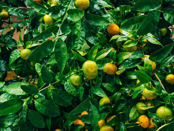 Close-up of fruits growing on plant