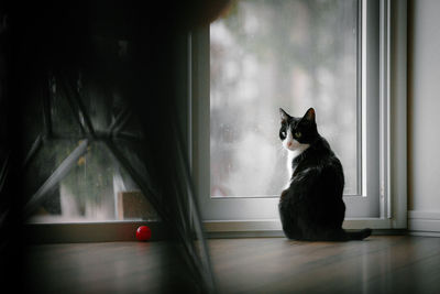 Cat sitting by window