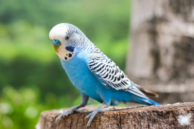 Close-up of bird perching on wood