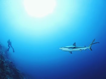 Man swimming in sea