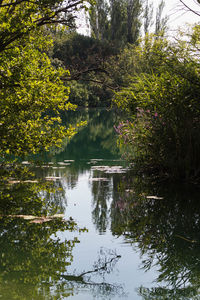Scenic view of lake in forest