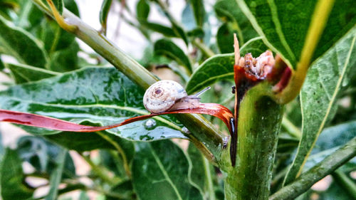 Close-up of insect on plant