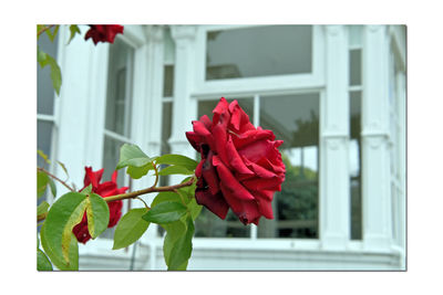 Close-up of red rose blooming against window