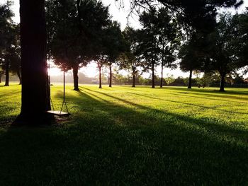 Trees on grassy field