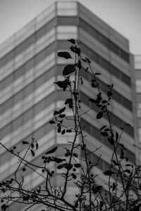 Low angle view of plant against building in city