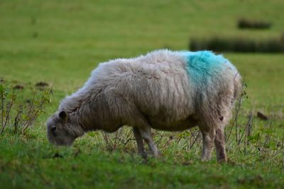 Sheep grazing in a field