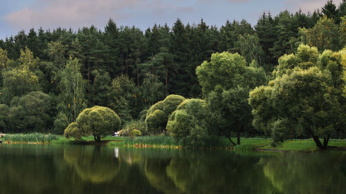 Scenic view of lake in forest during autumn